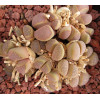 C125 - Plant